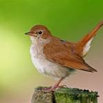 Nightingales